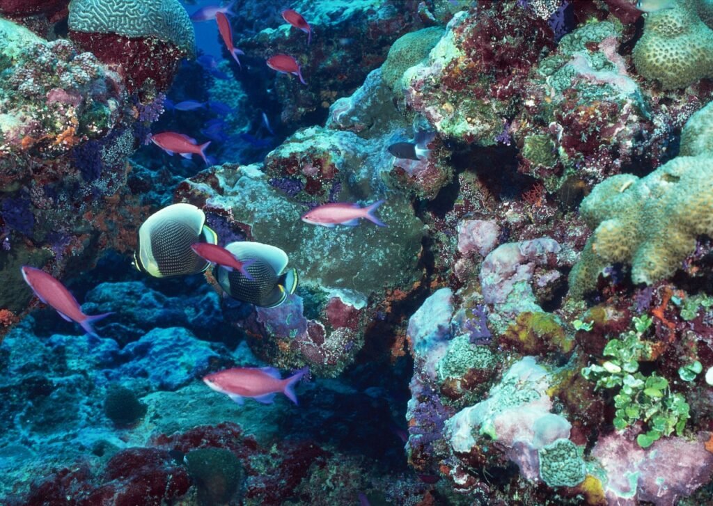 Snorkelen en duiken op Bali koraal